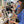 Load image into Gallery viewer, Paint Your Pet In-Person Workshop / May 31, 2025