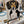 Load image into Gallery viewer, Paint Your Pet In-Person Workshop / May 31, 2025