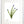 Load image into Gallery viewer, Wild Flower on Paper #4593