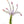 Load image into Gallery viewer, Wild Flower on Paper #4615