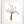 Load image into Gallery viewer, Wild Flower on Paper #4615