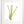 Load image into Gallery viewer, Wild Flower on Paper #4619