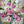Load image into Gallery viewer, Floral Essence #07