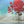 Load image into Gallery viewer, "Beautiful Red Cluster by the Water's Edge" print by Thomas Andrew - Thomasandrewartwork
