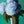 Load image into Gallery viewer, "Blue Hydrangeas" print by Thomas Andrew - ThomasAndrewArtwork