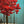 Load image into Gallery viewer, Red Trees series #41
