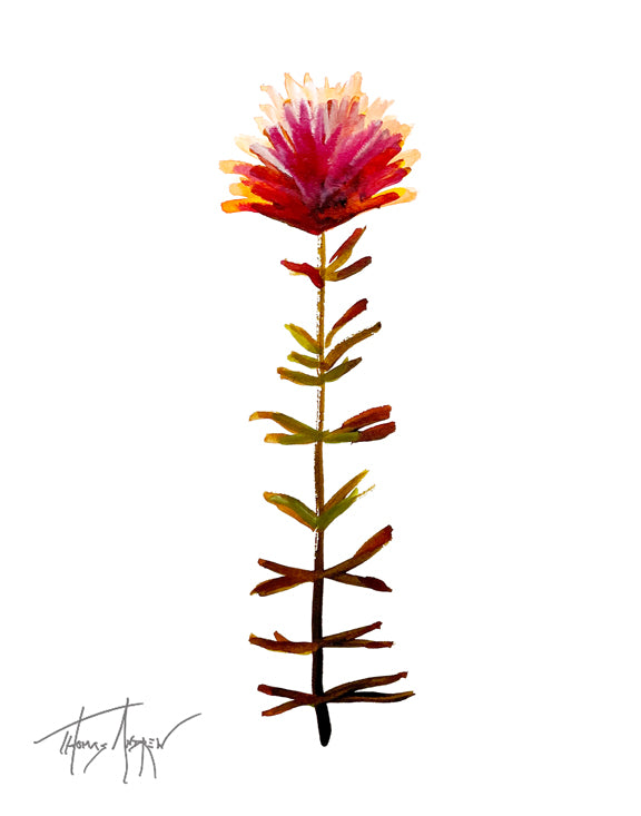 Wild Flower on Paper #4613