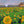Load image into Gallery viewer, &quot;Cabin in Sunflowers&quot; print by Thomas Andrew - ThomasAndrewArtwork
